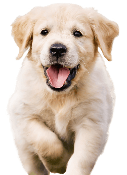 AboutHotelBottomDog