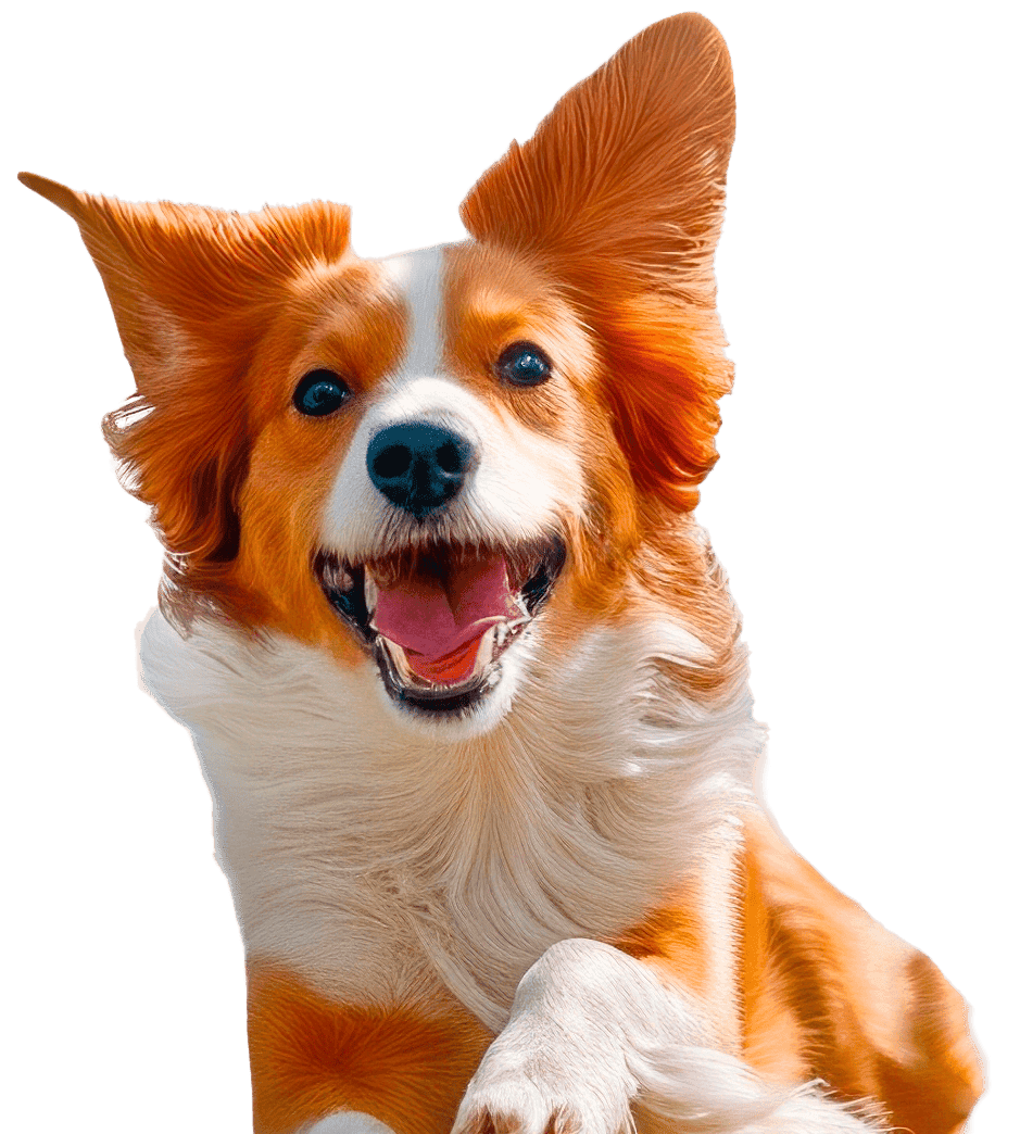 PromoDogField