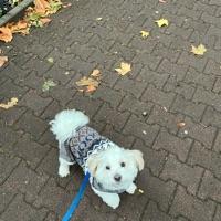 Pupssi