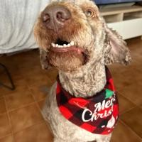 Cholo