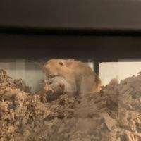 cinnamon and pepper